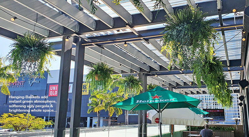 latest sun-tolerant greenery for balcony hangers at club