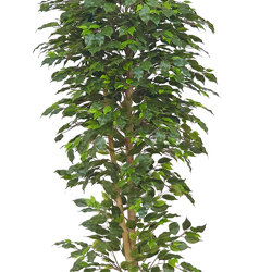 Weeping Ficus 1.8m UV-rated - artificial plants, flowers & trees - image 5