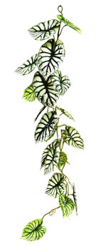 Trailing Vine- 1.2m Caladium green-white