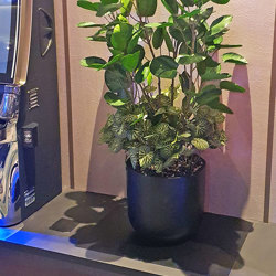 Money Plant 80cm - artificial plants, flowers & trees - image 4